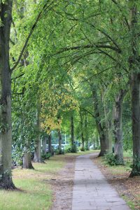 Alley with trees.