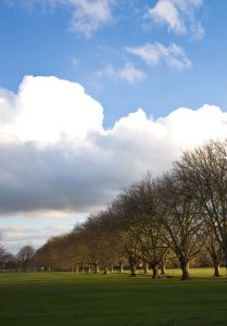 Picture of Cambridge park, with trees.